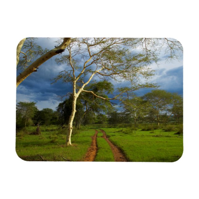 Imán Fever Tree (Acacia Xanthophloea) Por Dirt Track (Horizontal)