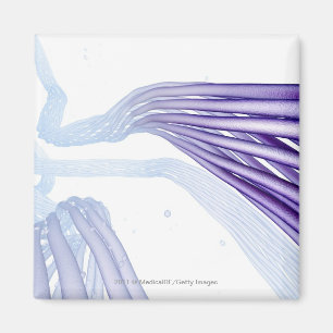 Imán Fibras de nervio estilizadas