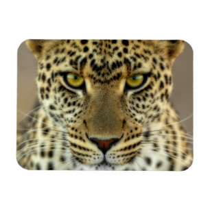 Imán Fierce Leopard