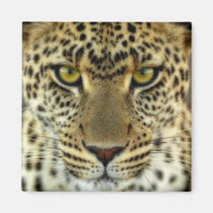 Imán Fierce Leopard