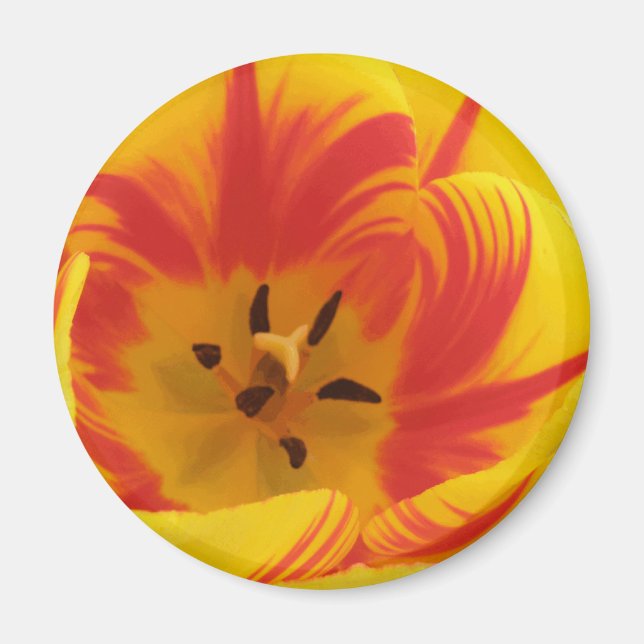 Imán Fiery Tulip Magnet (Frente)