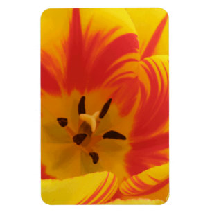 Imán Fiery Tulip Premium Magnet