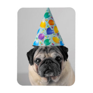 Imán Fiesta Pug