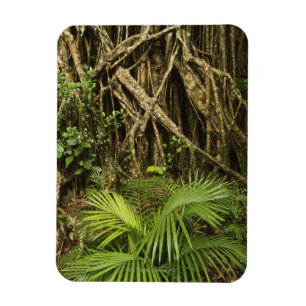 Imán Fig Catedral, Yungaburra, Atherton Tableland