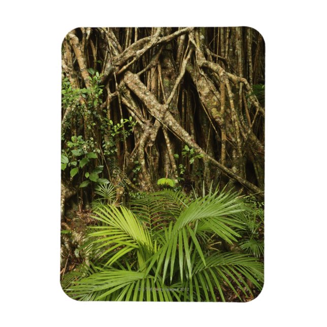 Imán Fig Catedral, Yungaburra, Atherton Tableland (Vertical)