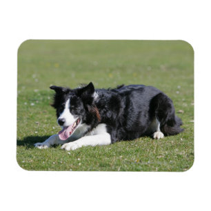 Imán Fijación del border collie