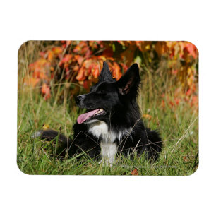Imán Fijación del jadeo del border collie