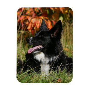 Imán Fijación del jadeo del border collie