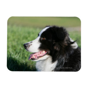 Imán Fijación del perrito del border collie