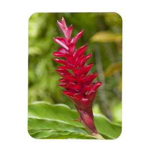Imán Fiji, isla de Viti Levu. Flor.