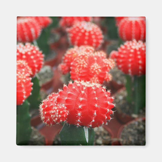 Imán Fila De Cactuses Magnet (Frente)