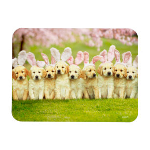 Imán Fila de conejitos cachorros