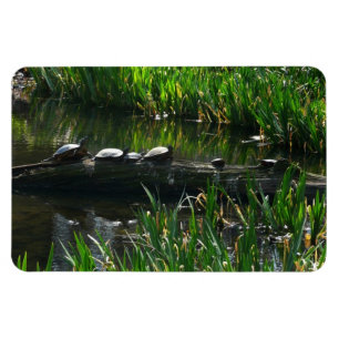Imán Fila de la naturaleza verde de las tortugas