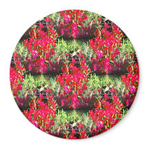 Filas de Carnations....