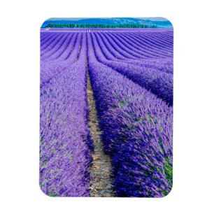 Imán Filas de lavanda, Provenza, Francia