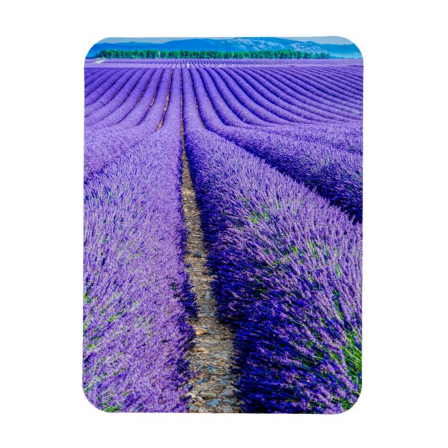 Imán Filas de lavanda, Provenza, Francia (Vertical)