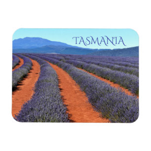 Imán Filas de plantas de lavanda en Bloom, Tasmania