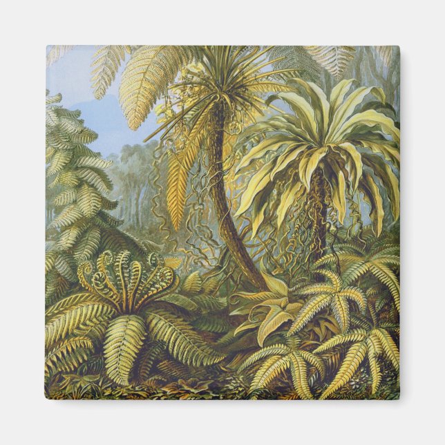 Imán Filicinae (Ferns), Ernst Haeckel Bella Artes (Frente)