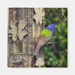 Imán finch-1- 5-06 de febrero