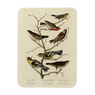 Imán Finch, Bunting, Grosbeak, Audubon Birds of America