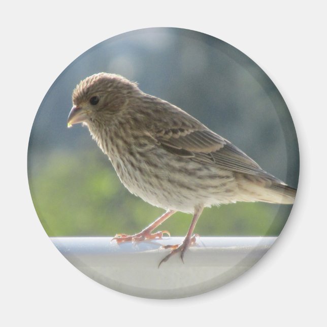 Imán Finch en el sol de la mañana. (Frente)