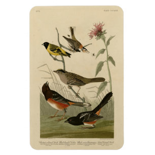 Imán Finch, Towhee, Sparrow, los pájaros de América de 