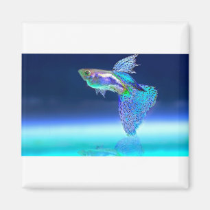 Imán fish-2358741_1920