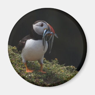 Imán Fisher Puffin