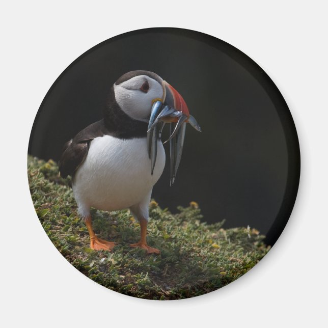 Imán Fisher Puffin (Frente)
