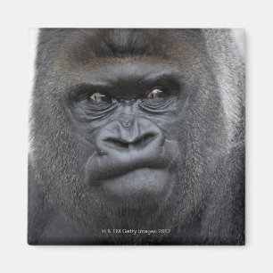 Imán Flachlandgorilla, gorila del gorila,