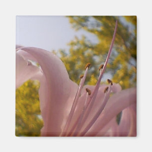 Imán Fladed Lily Magnet