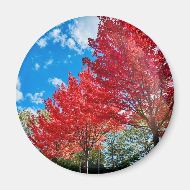 Imán Flagrantes hojas de árboles rojos en otoño (Frente)