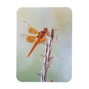 Imán Flame Skimmer Dragonfly on Agave