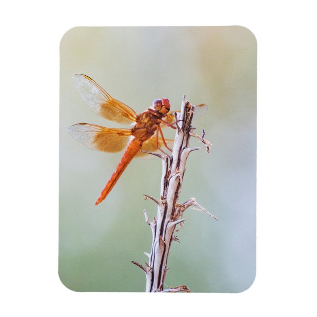 Imán Flame Skimmer Dragonfly on Agave (Vertical)