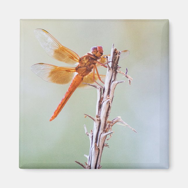 Imán Flame Skimmer Dragonfly on Agave (Frente)
