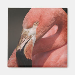 Imán Flamenco Chileno, Phoenicopterus chilensis
