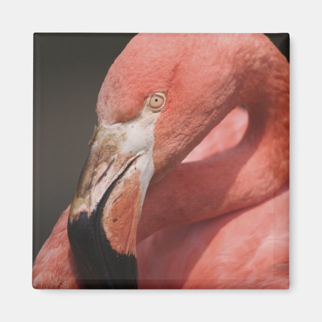 Imán Flamenco Chileno, Phoenicopterus chilensis (Frente)