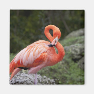 Imán Flamenco rosado