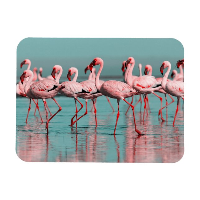 Imán Flamencos de África salvaje (Horizontal)