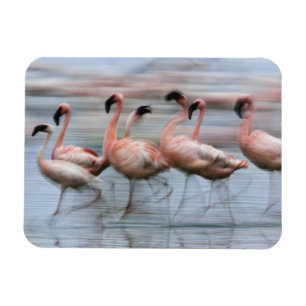 Imán Flamencos menores en movimiento, Phoenicopterus