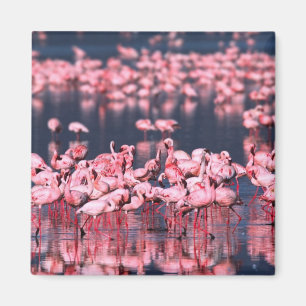 Imán Flamencos Menores (Phoeniconaias minor), África,