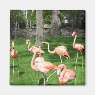 Imán Flamencos rosados