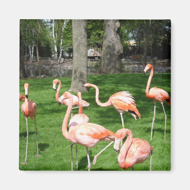 Imán Flamencos rosados (Frente)