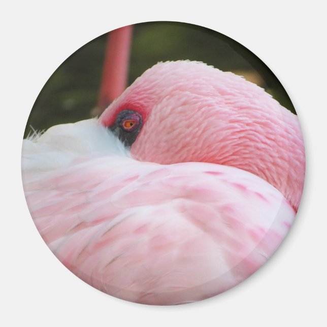 Imán Flamingo (Frente)