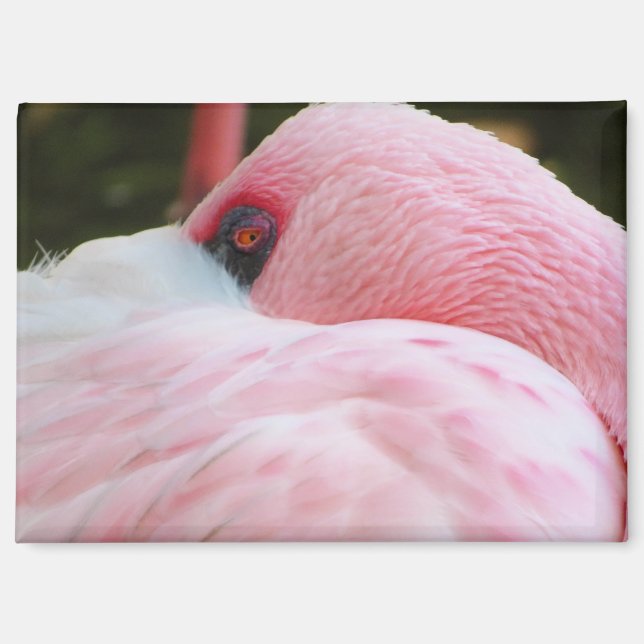 Imán Flamingo (Anverso)