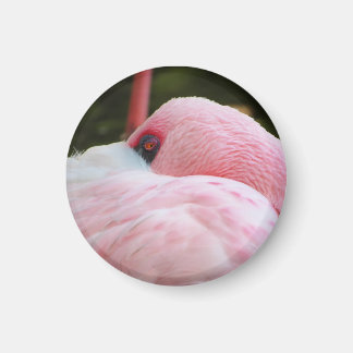 Imán Flamingo