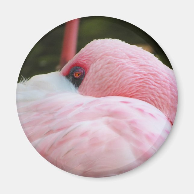 Imán Flamingo (Frente)