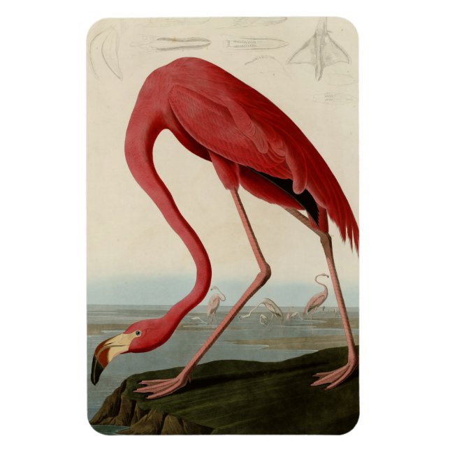 Imán Flamingo americano (Vertical)