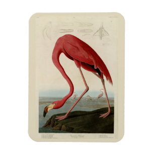 Imán Flamingo americano de los pájaros de los Estados U