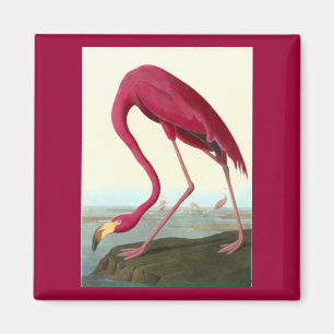 Imán Flamingo americano, John James Audubon